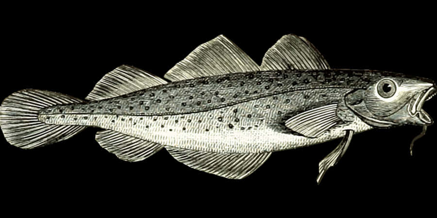 Silver Fish Illustration