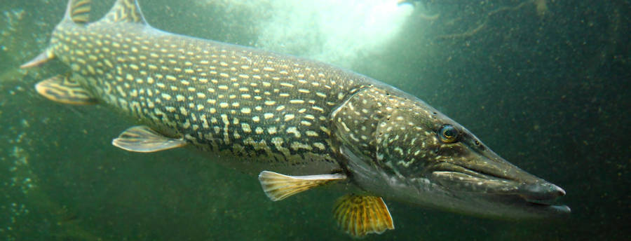 YellowFinned Pike skulle kunna översättas till "Gulfenad Gädda". När det gäller dator eller mobil bakgrundsbilder, skulle en bild av en Gulfenad Gädda på en sjö eller i en flod kunna vara en passande val för en person som gillar fiske eller vildmarksliv. Man skulle kunna söka efter en högkvalitativ bild av en Gulfenad Gädda och använda den som bakgrundsbild för att ge enheten en personlig touch. Andra alternativ kan också vara att använda ett tema med fiske- eller vattenmotiv som standardtema för enheten.