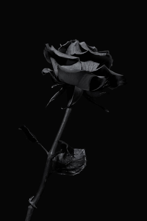Æstetisk Blomst Sort Rose iPhone 11 Pro Max Tapet