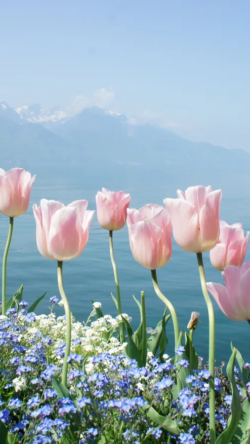 Beautiful Spring