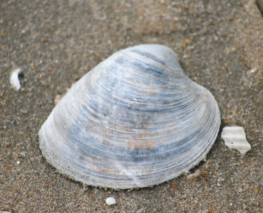 Concha na Praia de Areia
