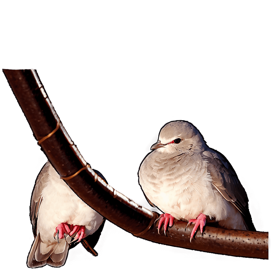 Doves on Wire PNG 05252024