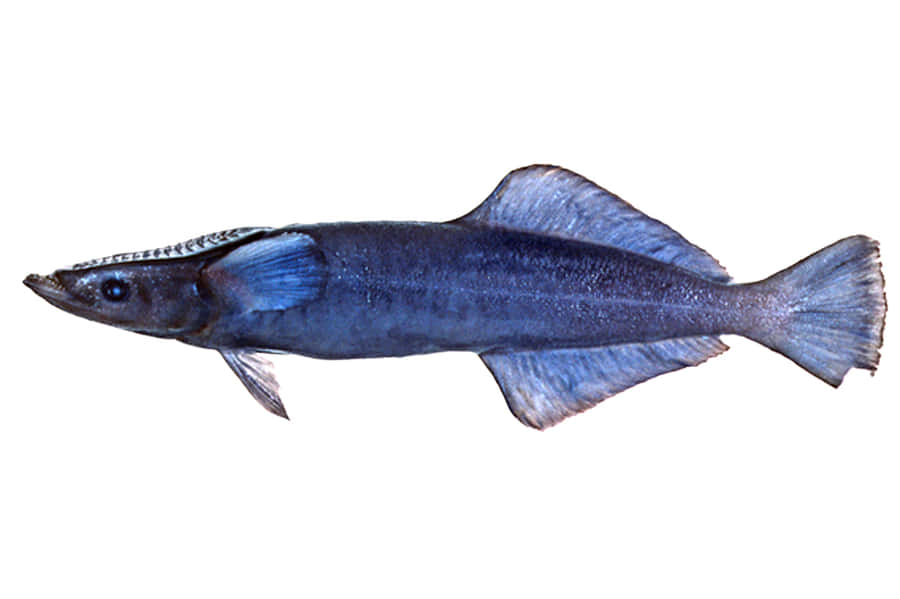 Peixe Remora Isolado em Fundo Branco