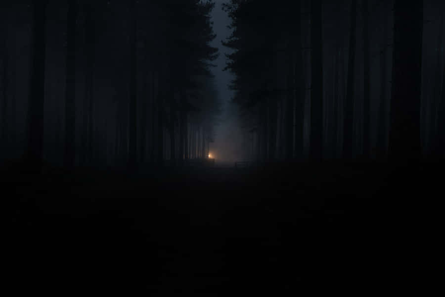 Lanterna Brilhante na Floresta Mística
