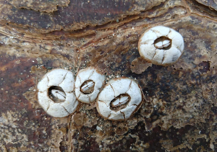 Crostacei su Superficie Rocciosa