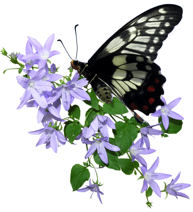Blackand White Butterflyon Purple Flowers.png