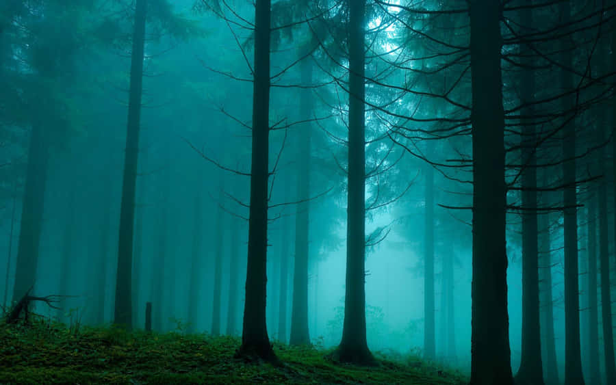 Mysteriöser nebliger Wald