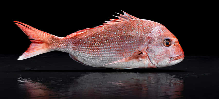 Pesce Pargo Rosso su Sfondo Nero.jpg