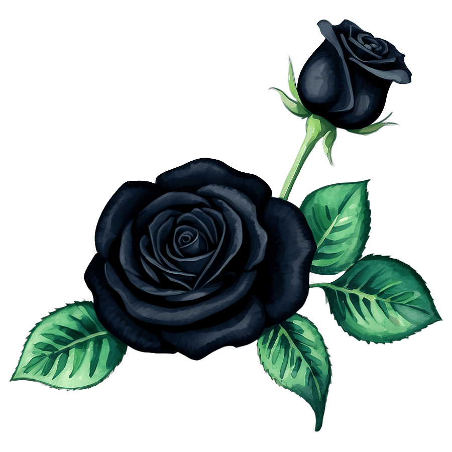 Black Rose Watercolor PNG fun65