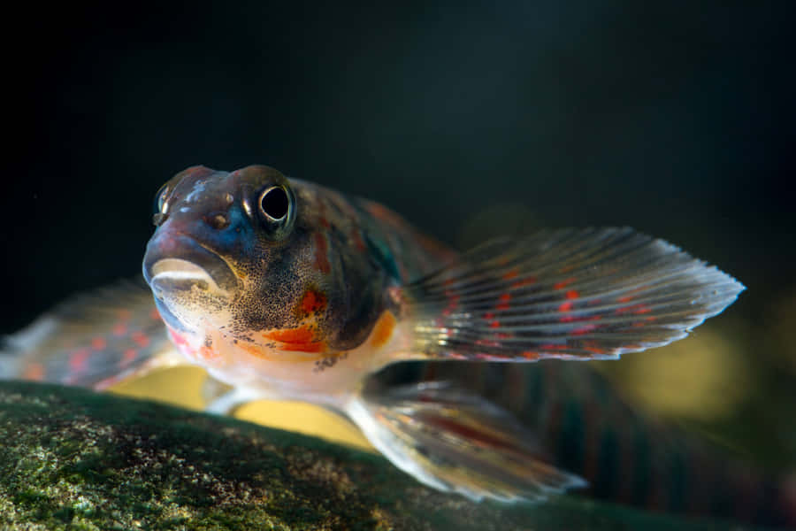 Färgglad Sötvattens Darter Fisk