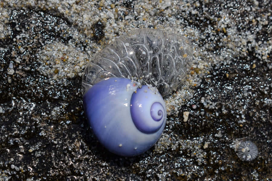 Blå Havsnail på Sandet Kyst