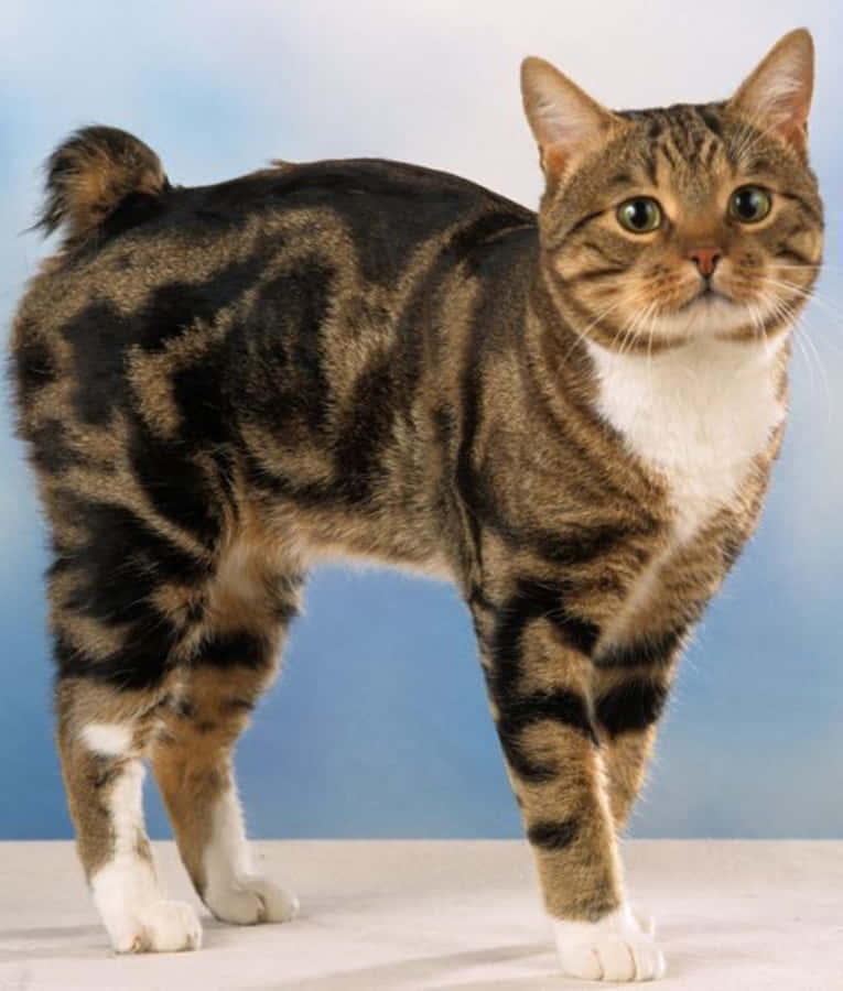 ManxKatze 1000 x 1176 Hintergrundbild