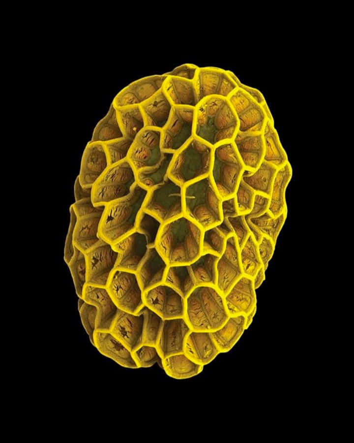 Mikroskopiske små plantske strukturbilleder tapet