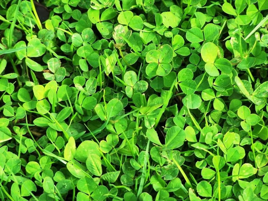 Shamrock