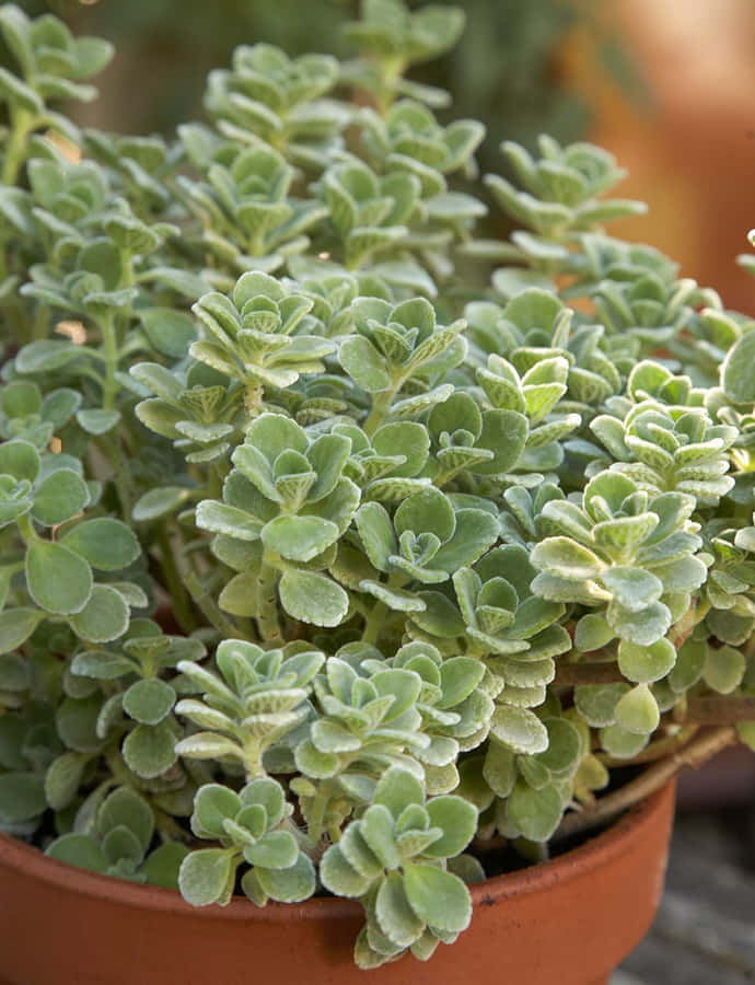 Imagemde pequenas folhas de planta de orégano