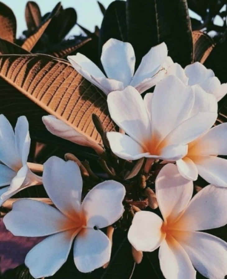 Hvide blomster med blade i baggrunden