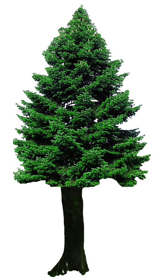Evergreen Christmas Tree.png