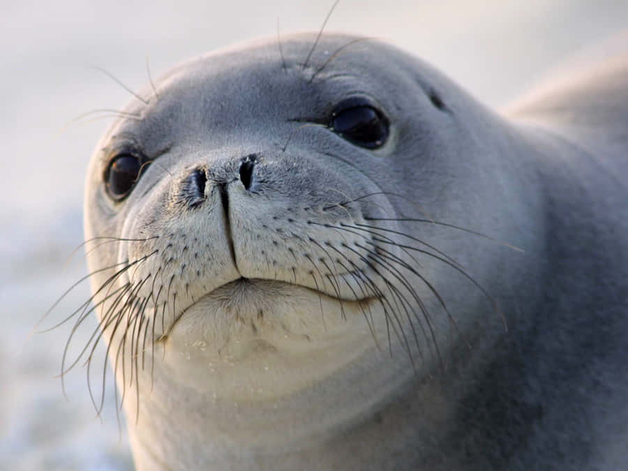 Foca Leopardo Maestosa che Riposa su un Iceberg Antartico