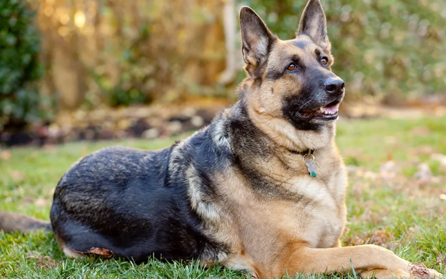 German Shepherd background