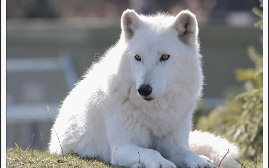 ArktischerWolf 1600 x 1000 Hintergrundbild