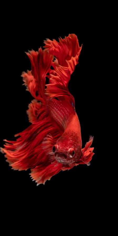 Pixel 3 Fish Background