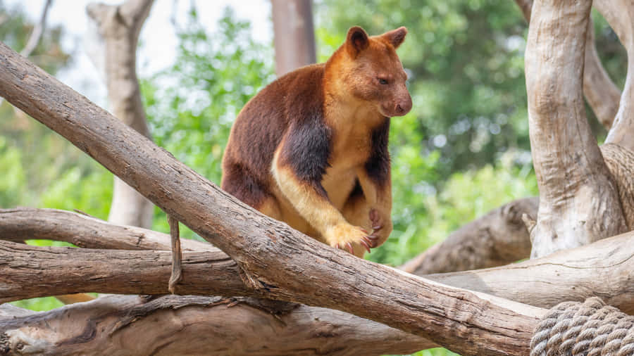 Canguru Arborícola Empoleirado em Ramos