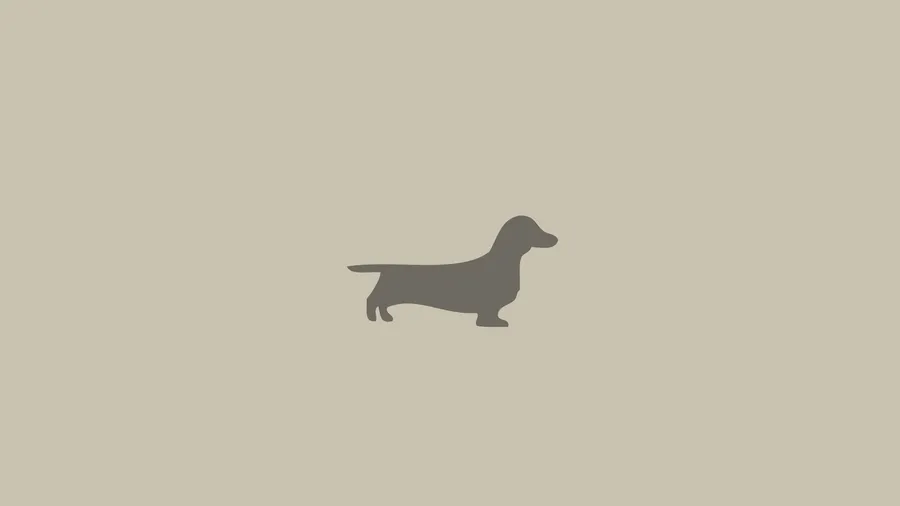 dachshund