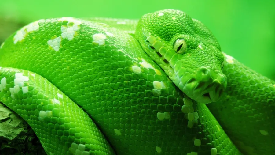 Snake background
