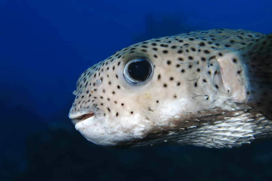 Primo Piano di Pesce Porcupine Sott'acqua