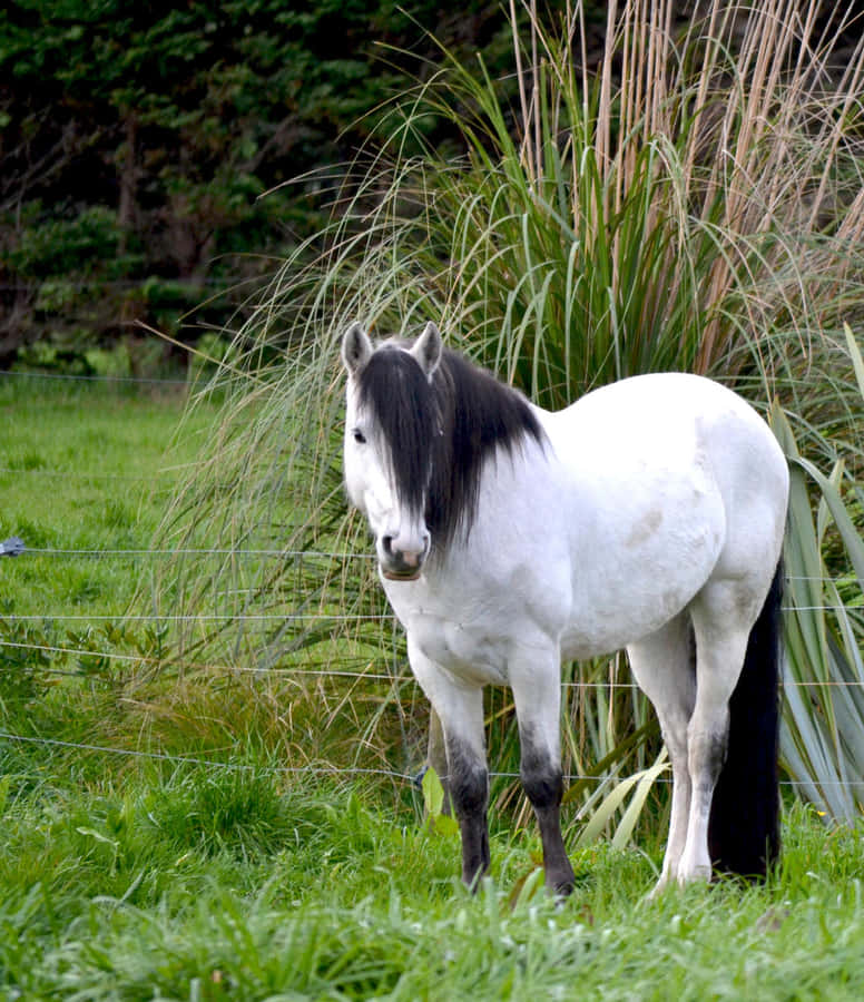 Schwarzesund weißes Pferd mit Emo-Frisur auf dem Foto.