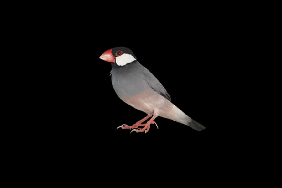 Java Sparrow Black Background