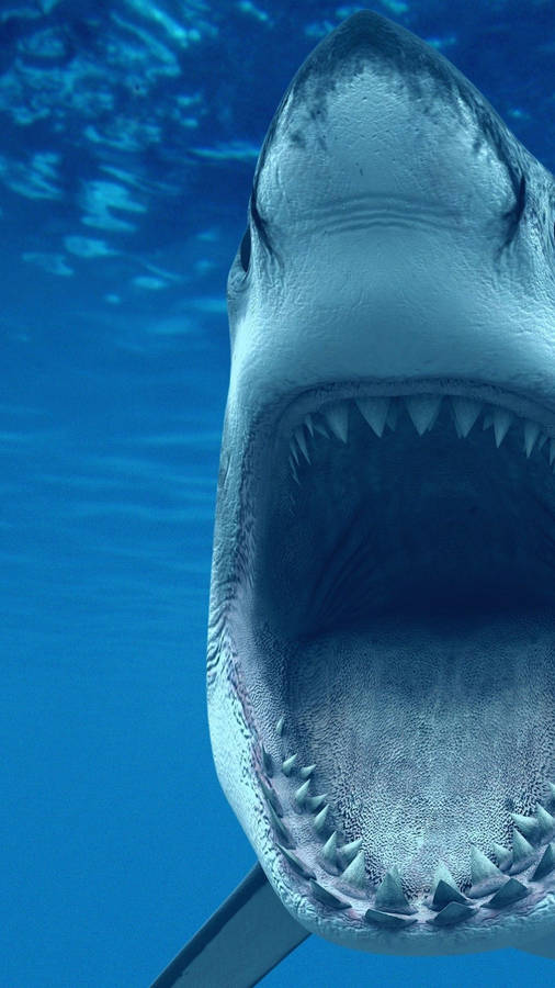 Great White Shark Teeth Wallpaper