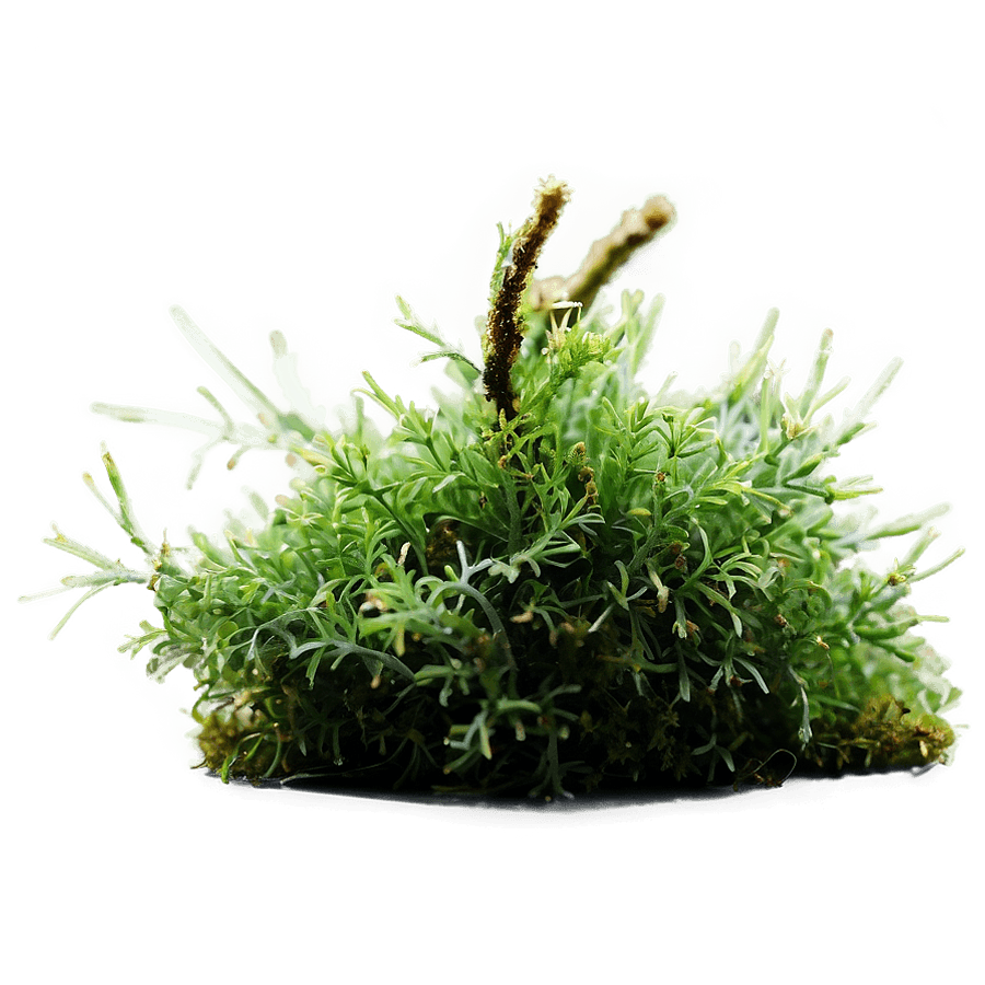 Northern Moss PNG qic