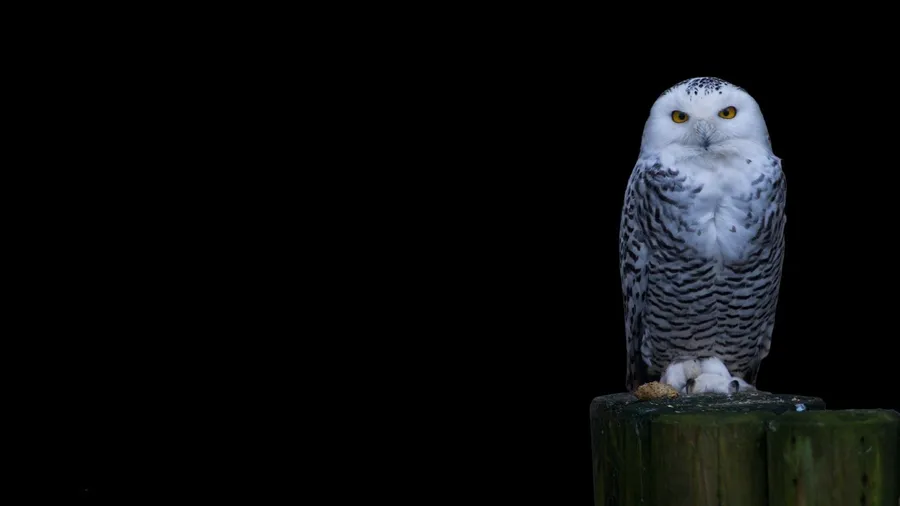 Owl background