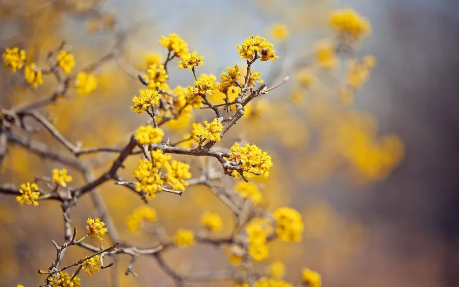 Yellow Aesthetic Computer