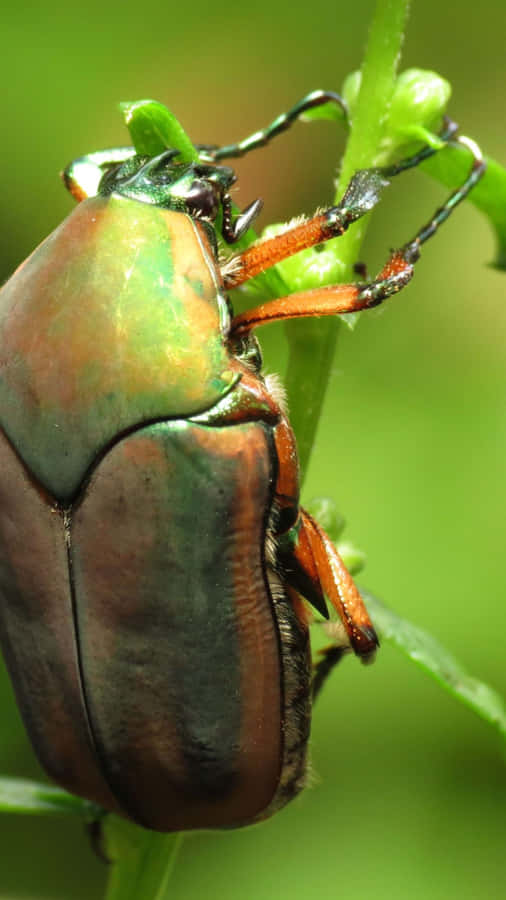 Scarabeo di Giugno su Stelo Verde
