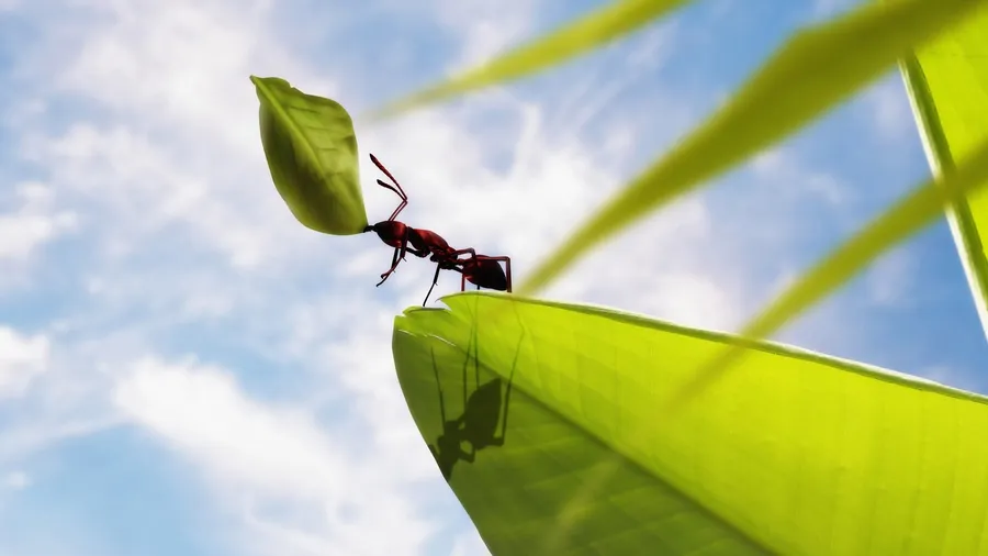 Sunbeam Ant
