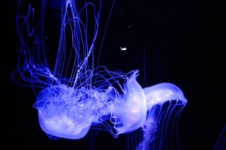 Download Jellyfish Wallpaper