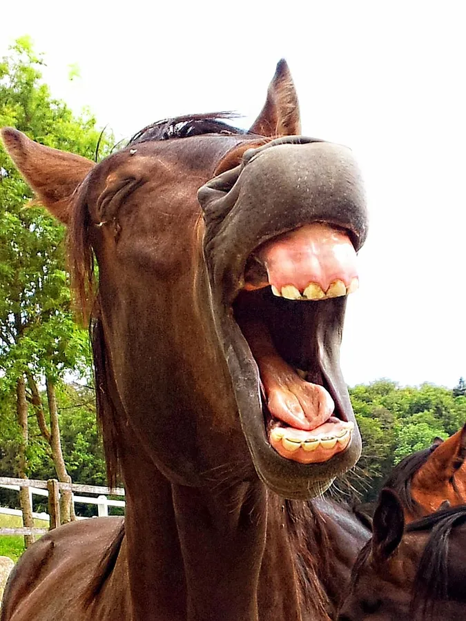 Funny pictures