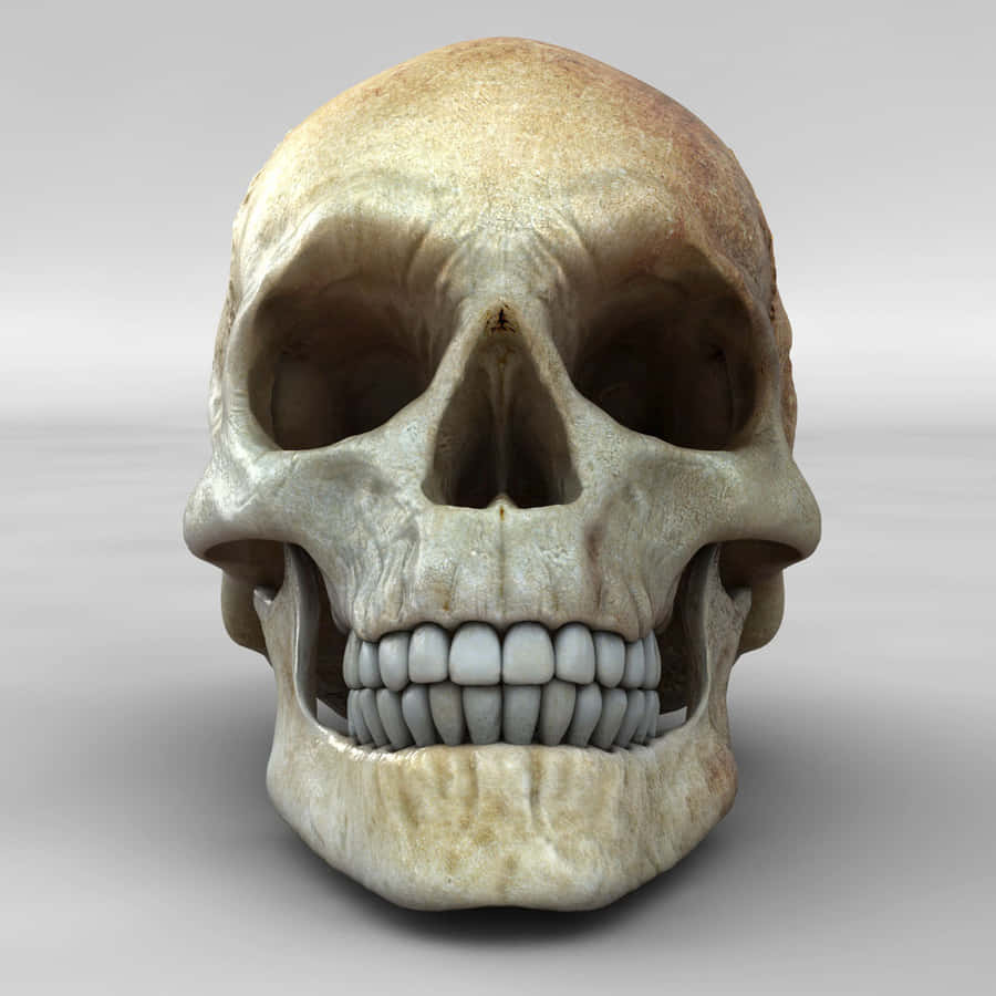 3Dkranium 1200 x 1200 tapet