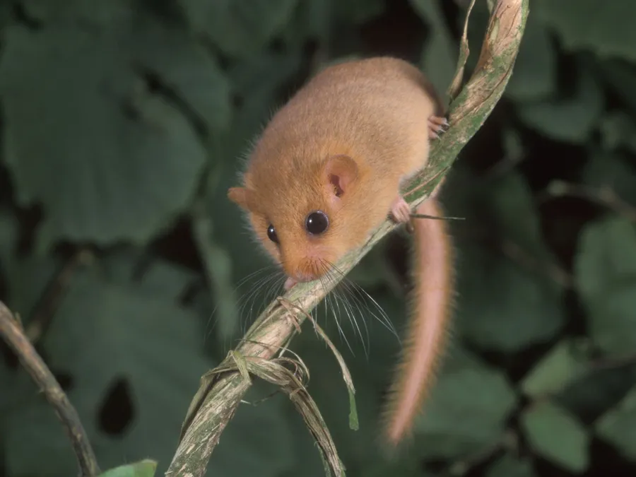Dormouseon Twisted Stem