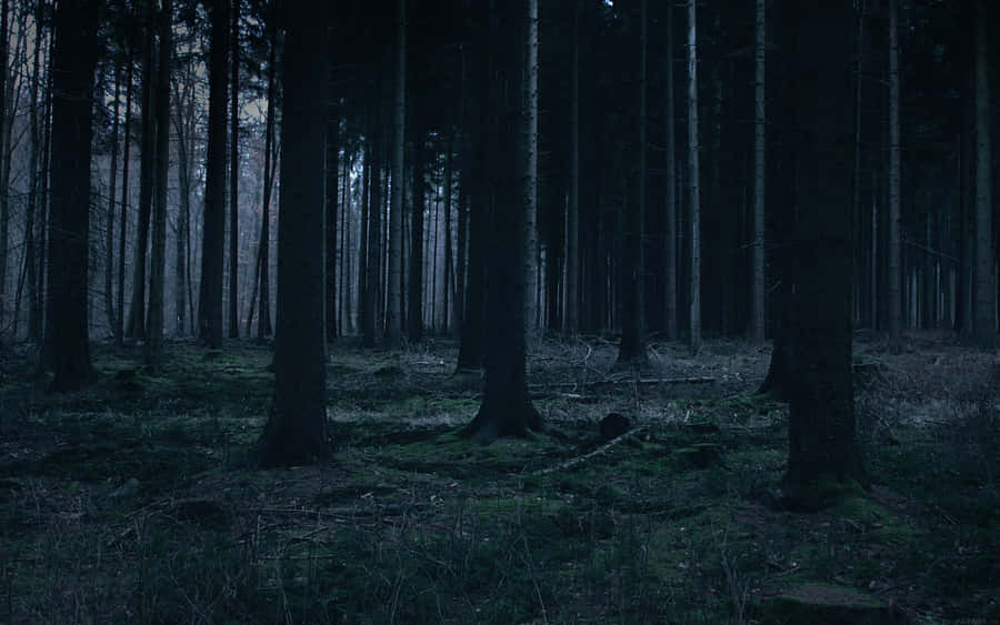 Entdeckedie üppige Weite des dunkelgrünen Waldes.