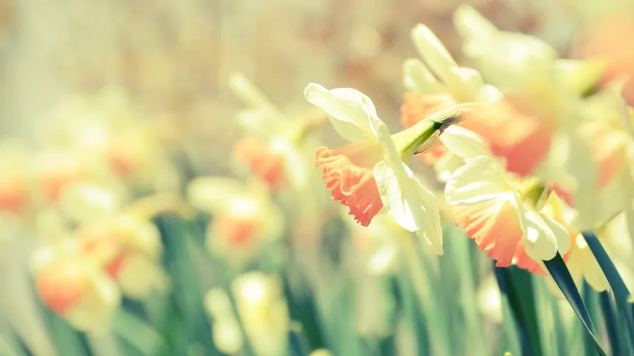 Cute Spring Desktop