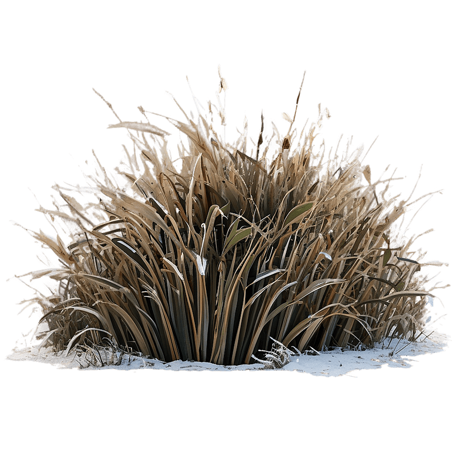 Winter Dead Grass PNG 06282024
