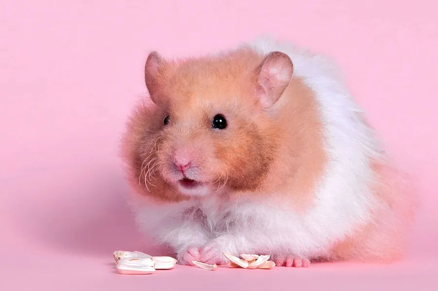 Hamster