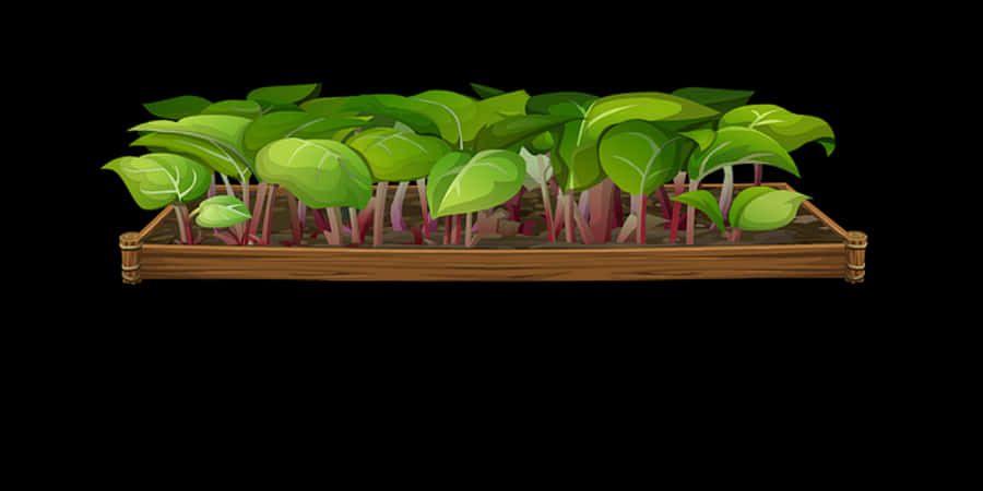 Indoor_ Plant_ Sprouts_in_ Wooden_ Box