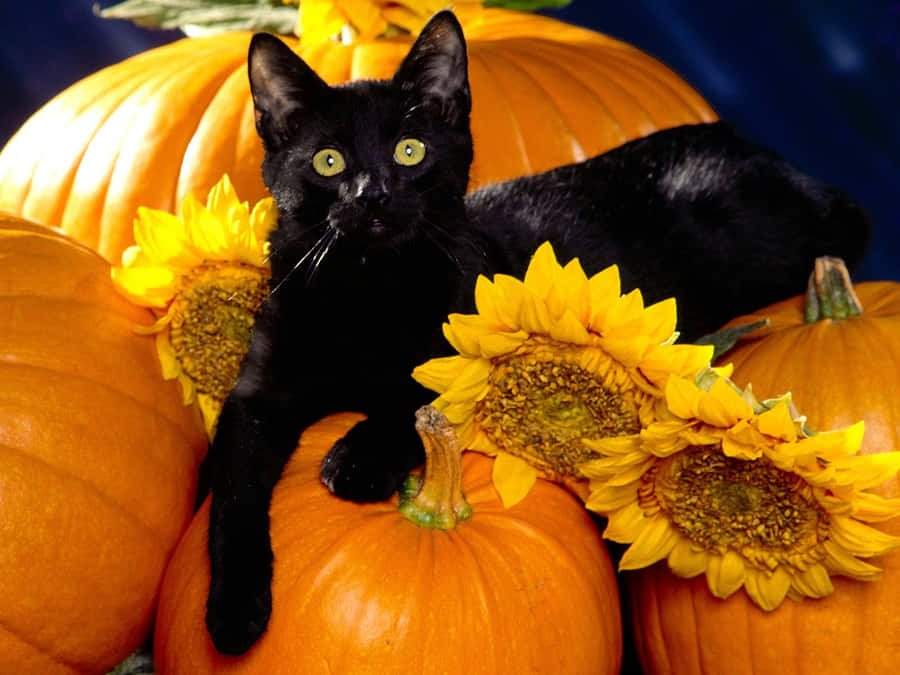 Gato Preto, Girassóis e Abóboras de Halloween