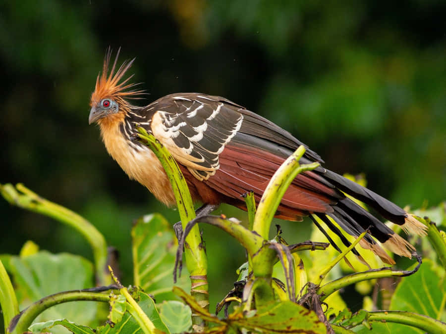 Ave Hoatzin Empoleirada em Galho