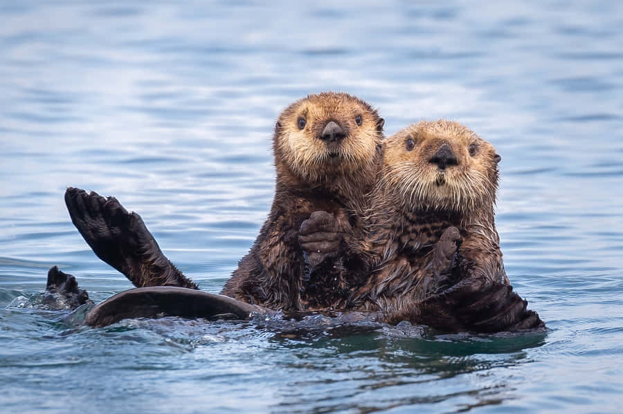 Schattige Zeeotters Drijvend Samen