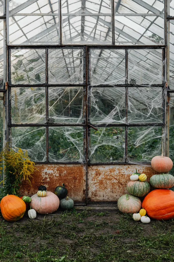 Pumpkin Patch Pictures